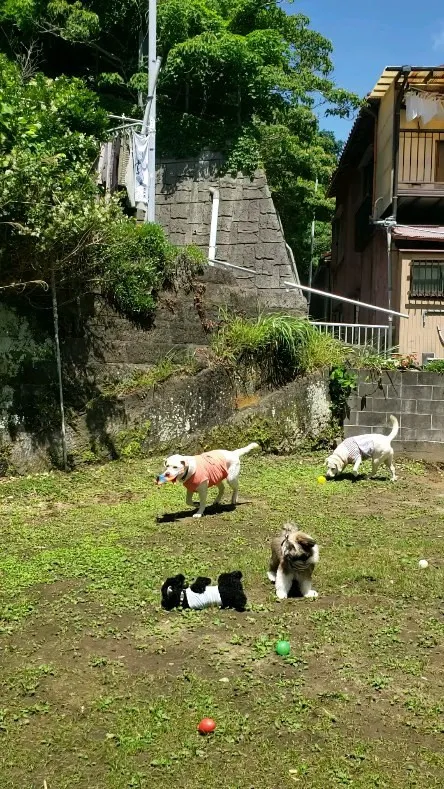 楽しく遊ぶわんこさん💓