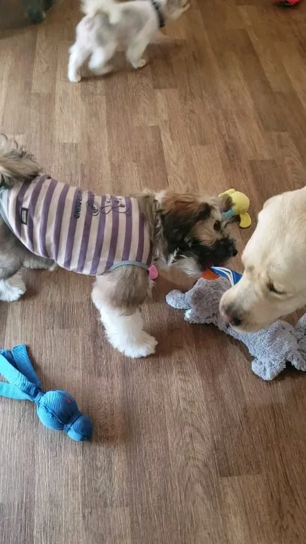 お部屋で遊ぶわんこさん💓