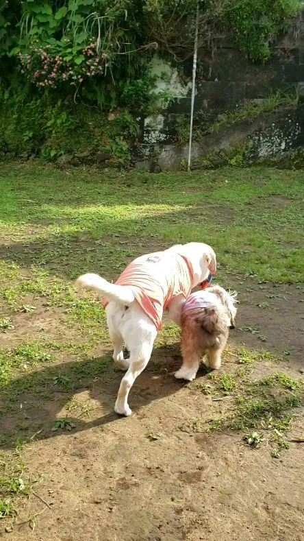 朝からフリスビーでひっぱりっこする2ぴき💓