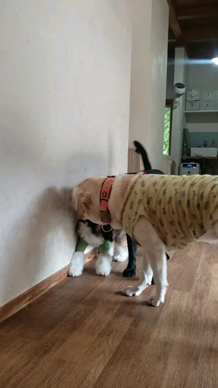 お部屋で遊ぶ3ぴき💓