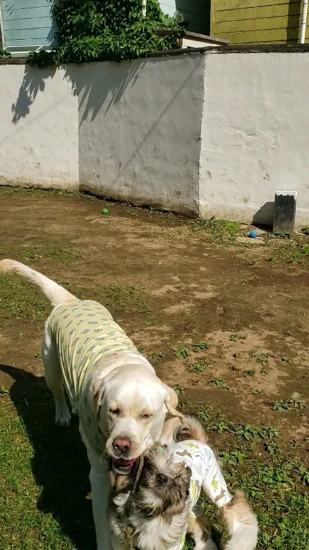 まーちゃんのボールを横取りするロデイ💓