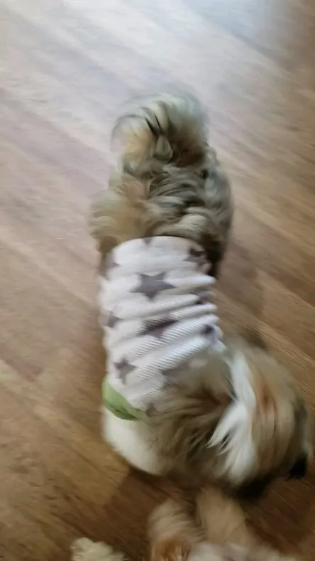 ロデイはパトラちゃんと遊びたいようだけど