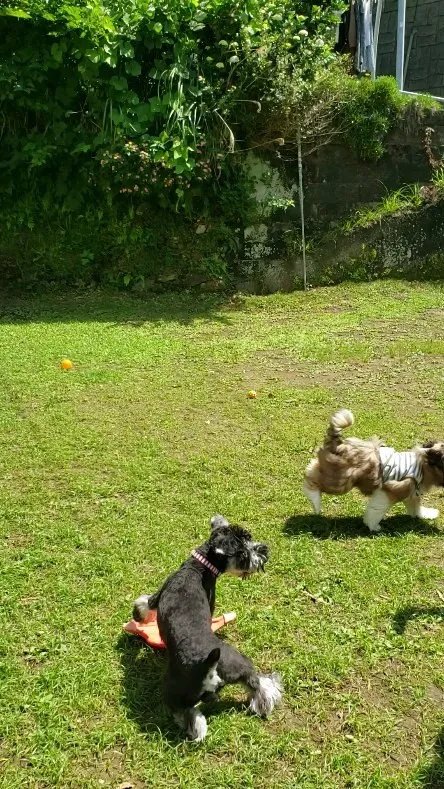 楽しく遊ぶわんこさん💓