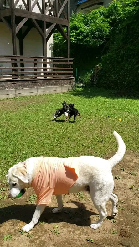 犬が大の苦手なシュナのアロ君💓