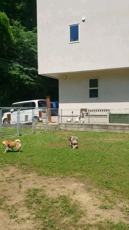 楽しく遊ぶわんこさん💓
