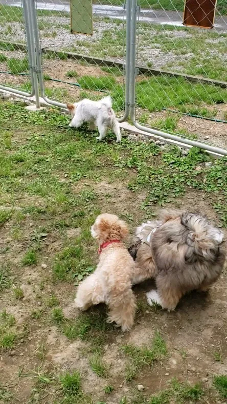 お外もわんこも怖かったプードルのパトラちゃん💓