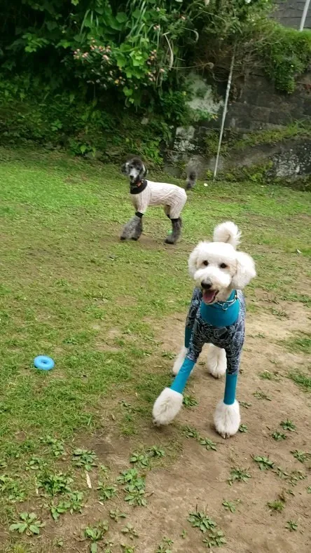 ランで遊ぶわんこさん💓