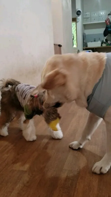 今日も暑いのでお部屋でおもちゃ遊び♪