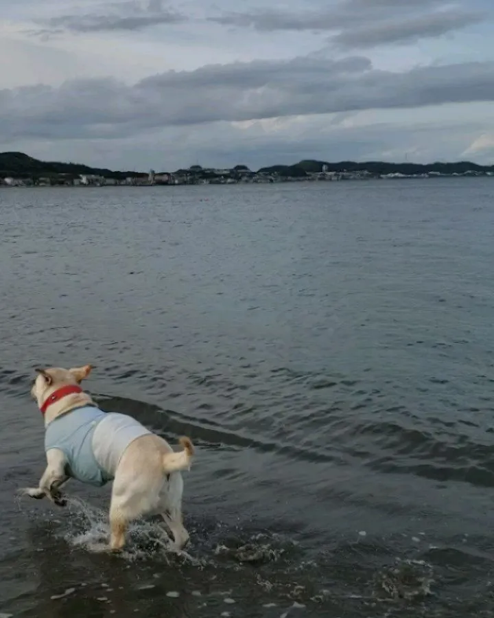 昨日は夕方海岸へ♪