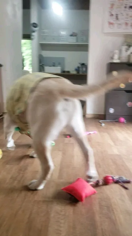 朝からロデイはハイテンション！