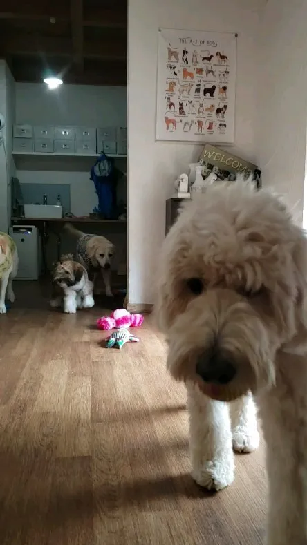 お部屋で遊ぶわんこさん♥️