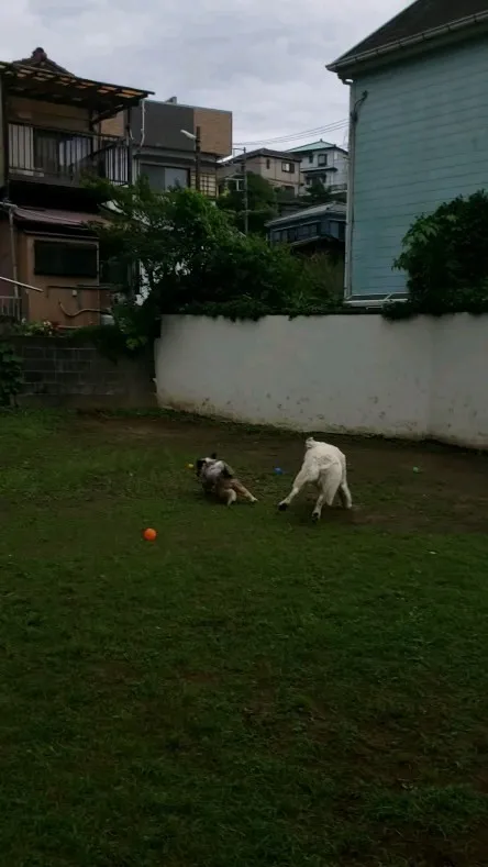 ランで遊ぶわんこさん♥️