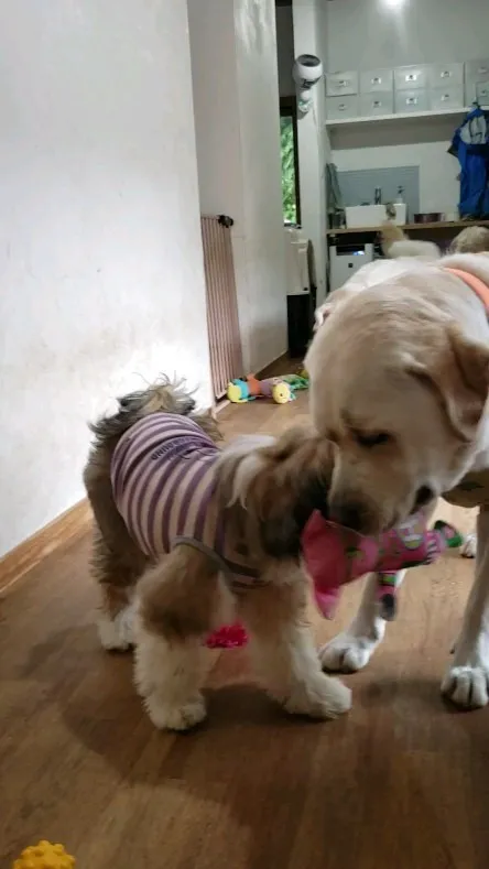 おもちゃで遊ぶわんこさん💓