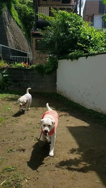 ランで楽しむわんこさん♥️