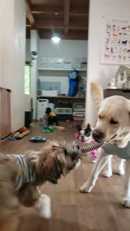 朝ランで遊ぼうかと思いましたがあまりの暑さにお部屋遊びに変更...