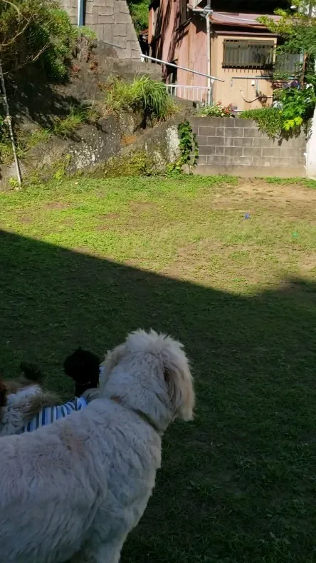 午後になって影ができてきたのでランで遊びました♪