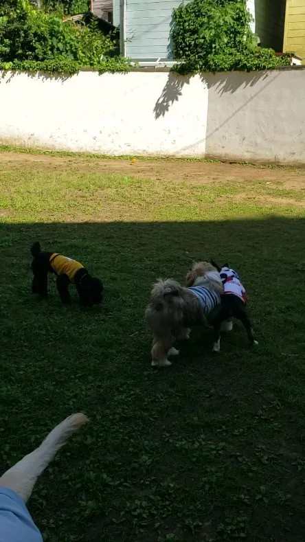 楽しく遊ぶわんこさん♥️