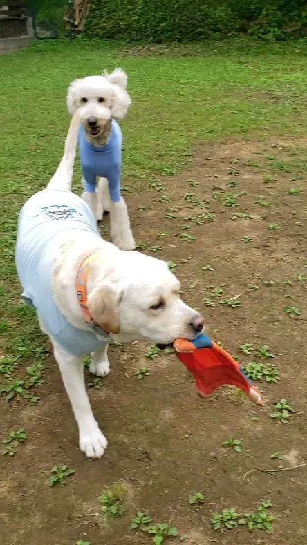 ランで遊ぶわんこさん♥️