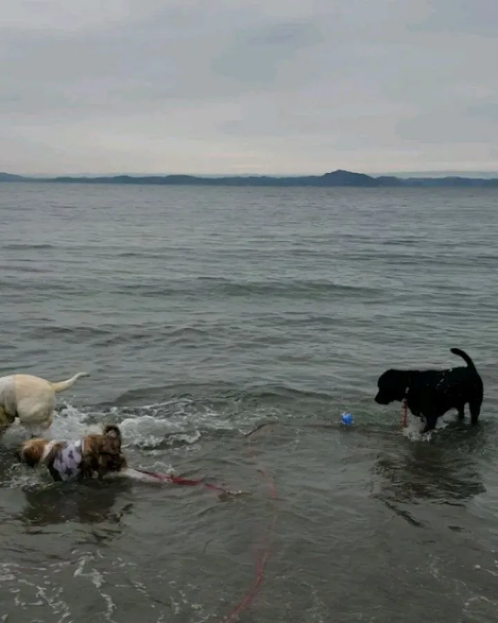夕方海岸でハル君のレッスンしました♪