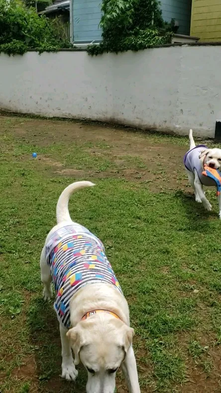 ランで遊ぶわんこさん♥️