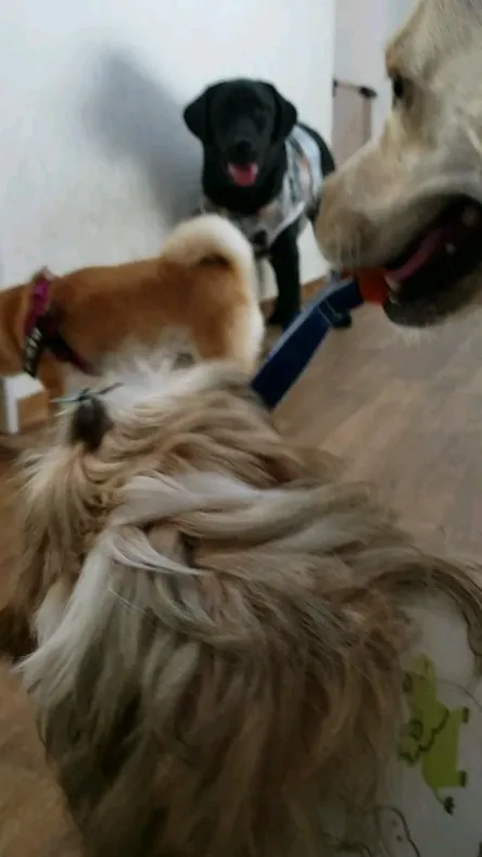 ロデイのお相手をしてくれるまーちゃん💓