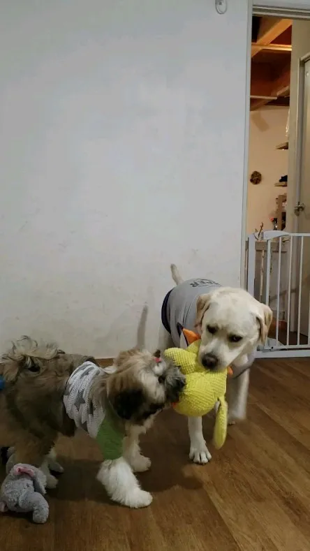 今日は大雨なのでお部屋遊び♪