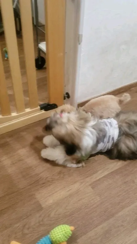 ロデイは可愛いパトラちゃんにキュン💓