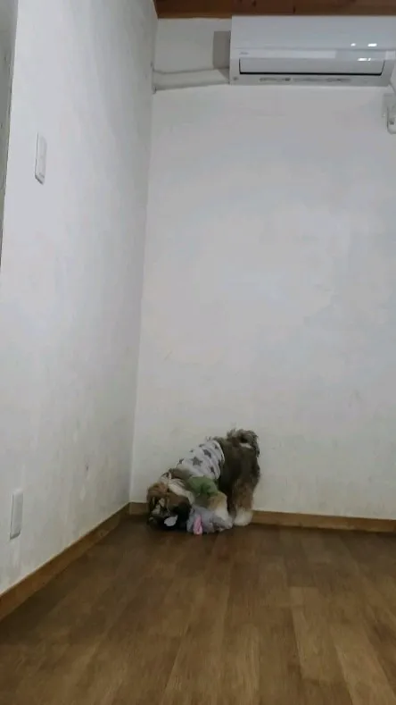 今日は雨なのでお部屋で遊ぶ2ぴき💓