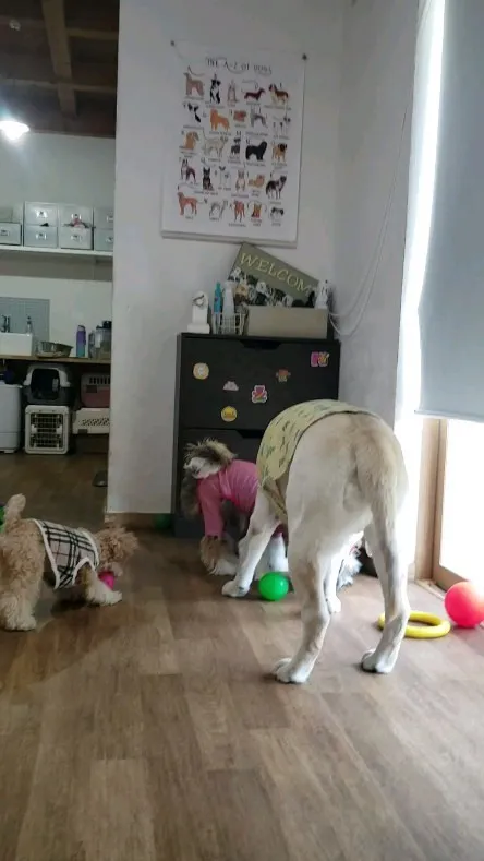 お部屋で遊ぶわんこさん♥️