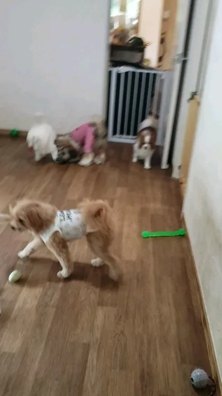 おもちゃで遊ぶわんこさん♥️