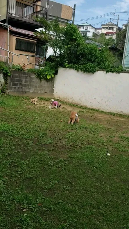 ランで遊ぶちびっこたち♥️