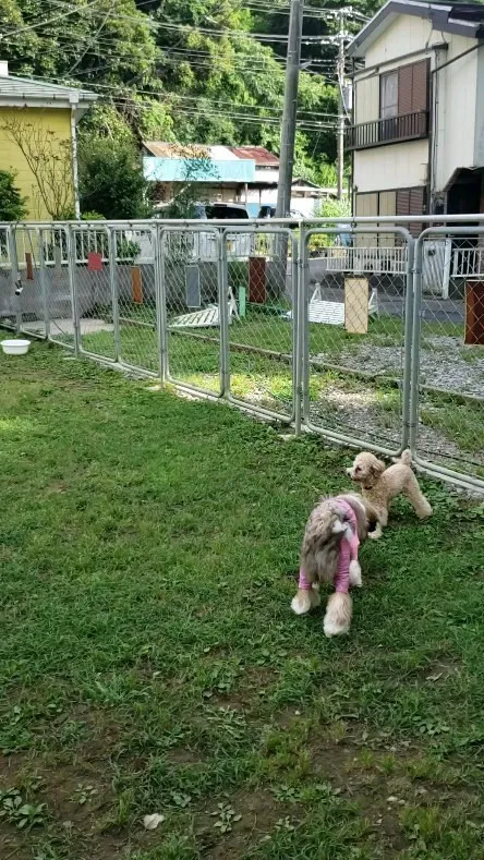 ロデイとパトラちゃんは会うとほぼずっと仲良く？遊んでいます😊