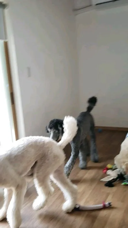 お部屋で遊ぶわんこさん♥️