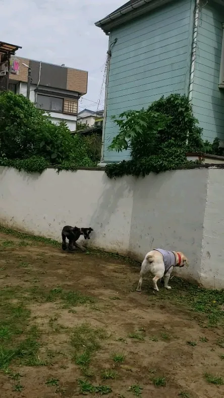 ランで遊ぶわんこさん♥️