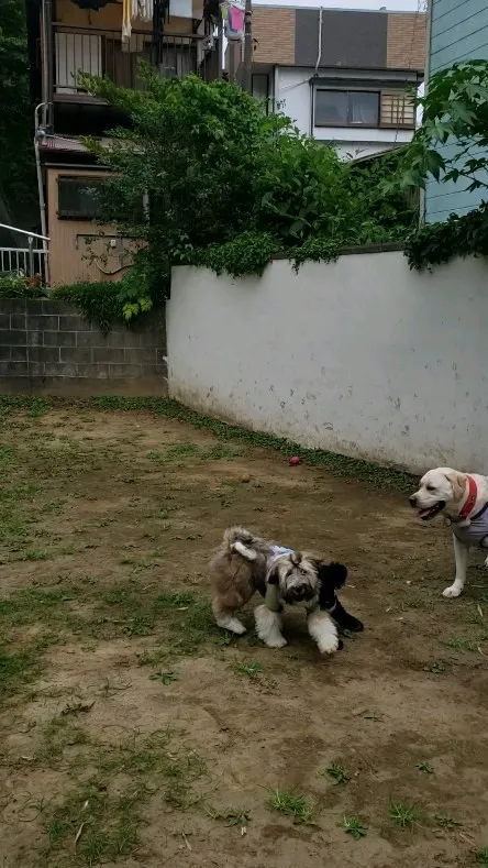 ランで遊ぶわんこさん♥️
