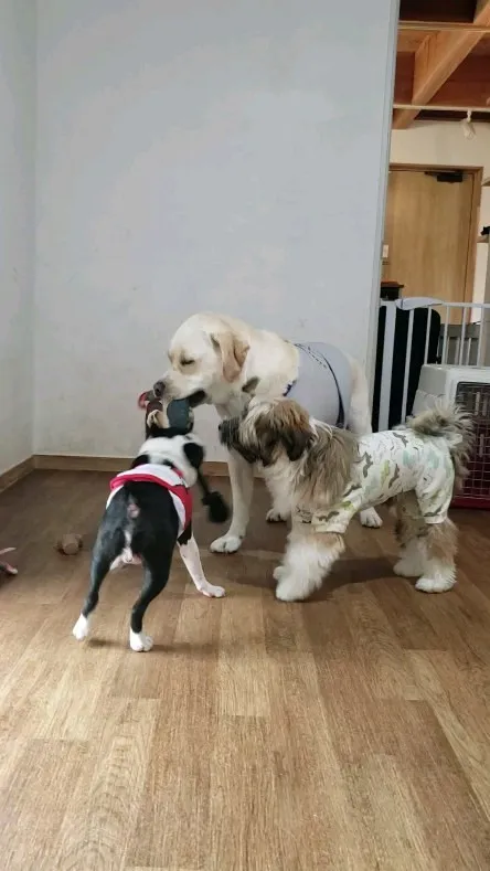 昨日はものすごい雨だったのでたっぷりお部屋でおもちゃ遊び♪