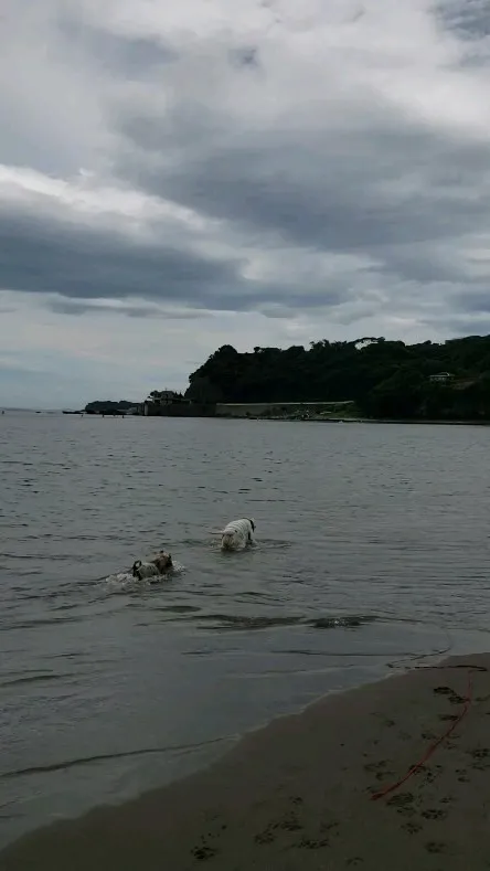 今日は海岸でたくさん遊んできました♪