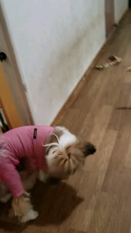 パトラちゃんと遊べてうれしいロデイ♥️