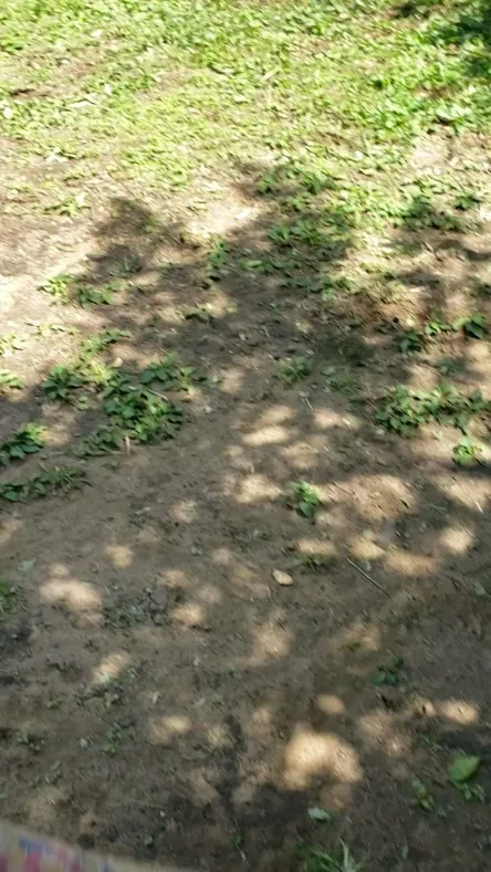 スティックを咥えて走るロデイ♥️