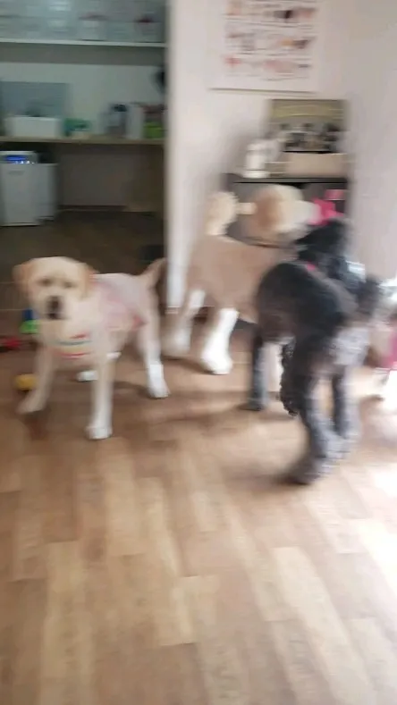 ペアで遊ぶわんこさん♥️