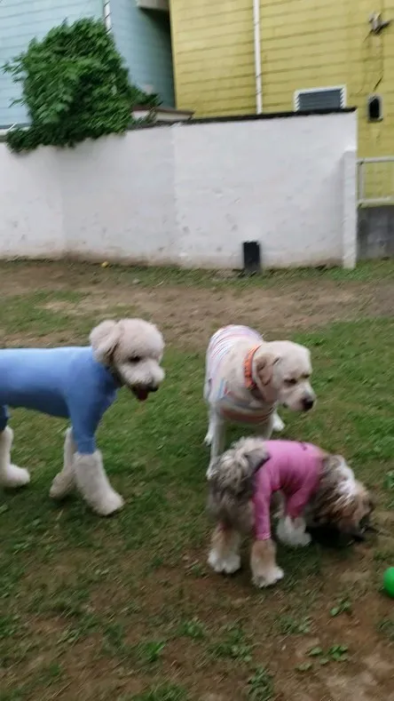 夕方涼しくなってドッグランで遊びました😊