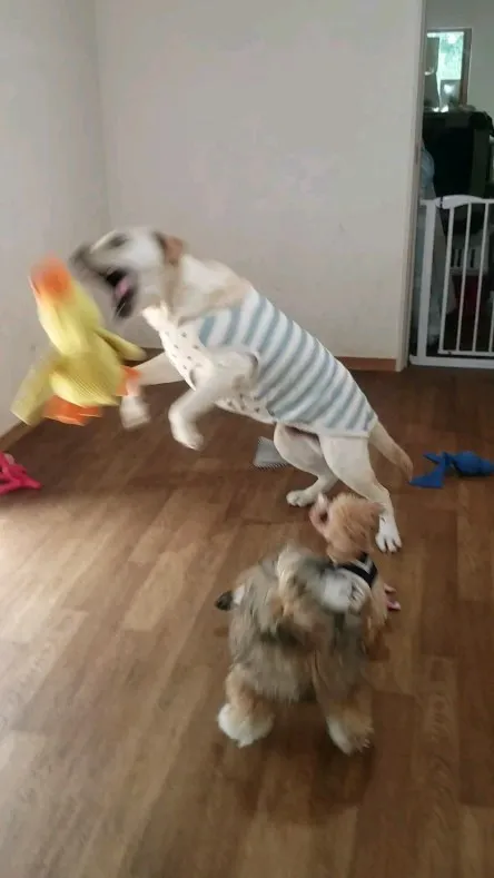 朝から元気に遊ぶわんこさん♥️