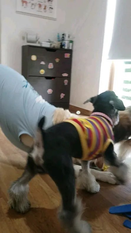 おもちゃで遊ぶわんこさん💓