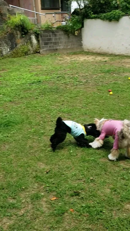 楽しく走るわんこさん💓