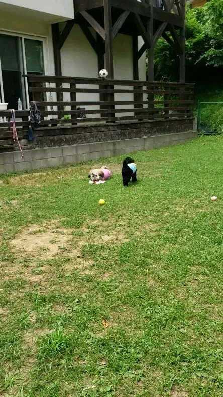ランで遊ぶわんこさん💓