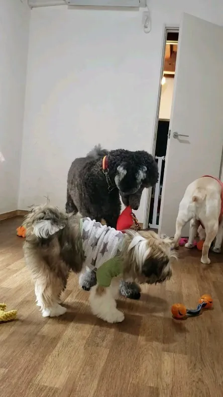 昨日は☔だったのでお部屋で遊ぶわんこさん💓