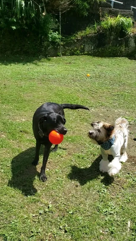 初めて会うダッシュ君が気になるロデイ💓