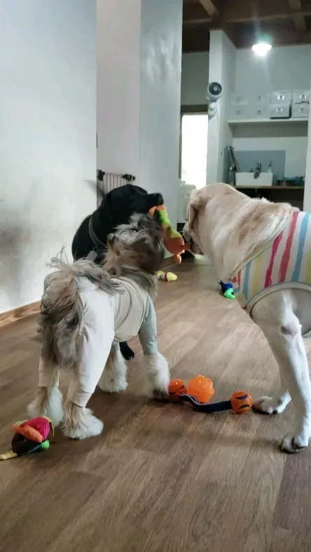 お部屋で遊ぶわんこさん💓