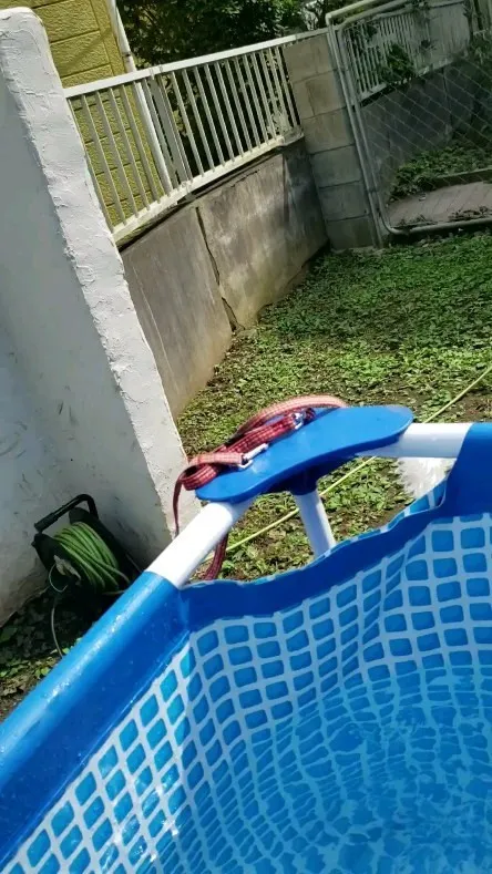 おっきい子は足がついて泳げないけどロデイはすいすい泳いでます...