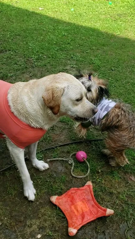 泳いだらランで遊ぶわんこさん💓